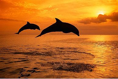 2D 动漫格斗游戏《Phantom Breaker Omnia》2022年3月15日正式发售