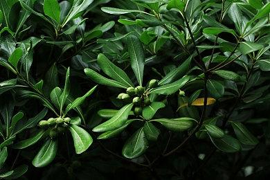 Xbox对《星空》支持令人难以置信 让B社更雄心勃勃