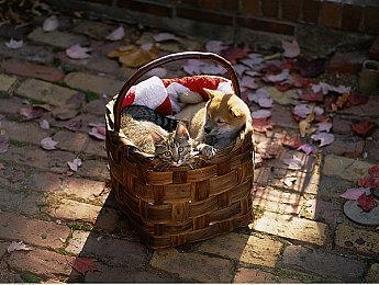 《三角洲行动》战役为何免费 因为想让玩家重温经典